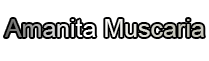Amanita Muscaria